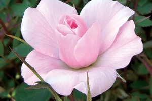 Rosa (Climbing) 'New Dawn' New 2024